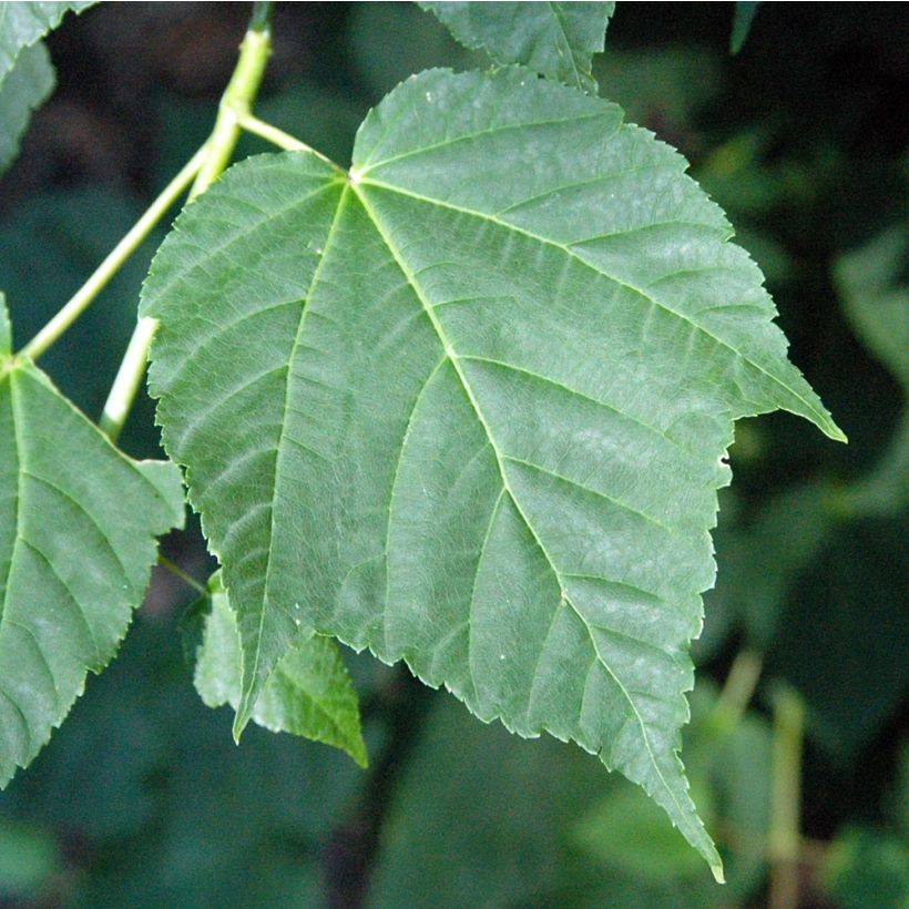 Arce de corteza de serpiente - Acer davidii (Follaje)