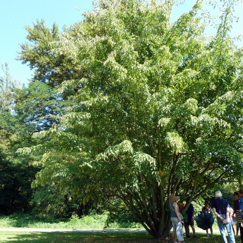 Arce de corteza de serpiente - Acer davidii (Porte)