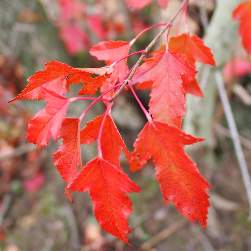 Acer tataricum subsp. ginnala - Arce de tartaria (Follaje)