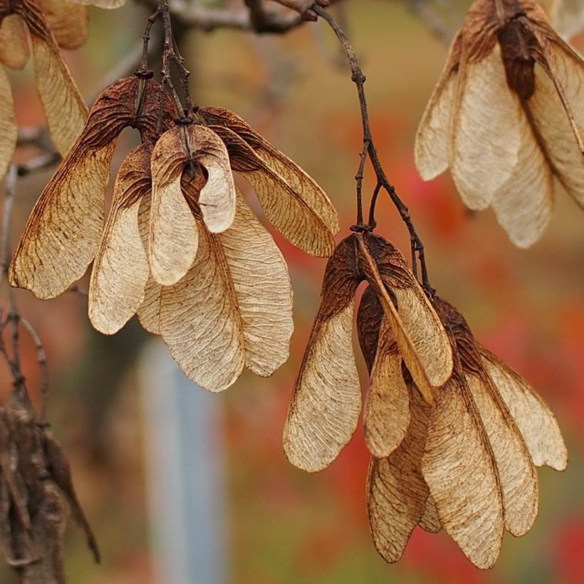 Acer tataricum subsp. ginnala - Arce de tartaria (Cosecha)