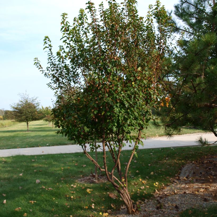 Acer tataricum subsp. ginnala - Arce de tartaria (Porte)