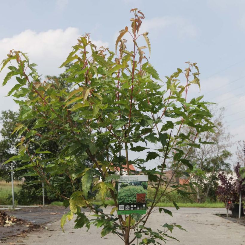 Acer tataricum subsp. ginnala Moonrise - Arce de tartaria (Follaje)