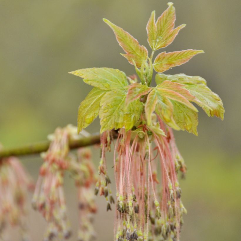 Acer negundo - Acezintle (Floración)