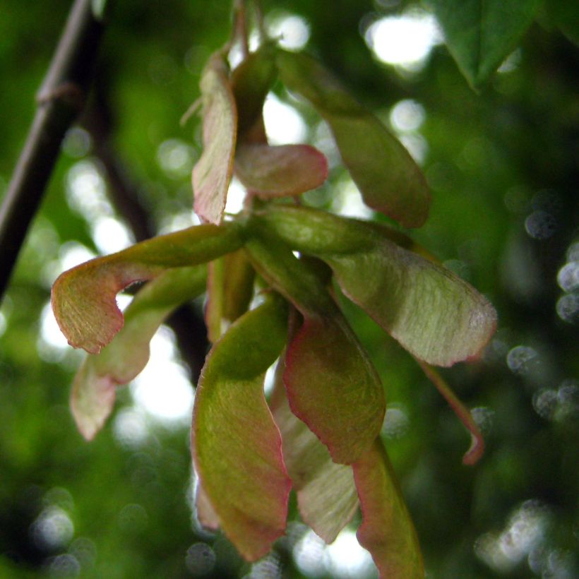 Acer negundo - Acezintle (Cosecha)