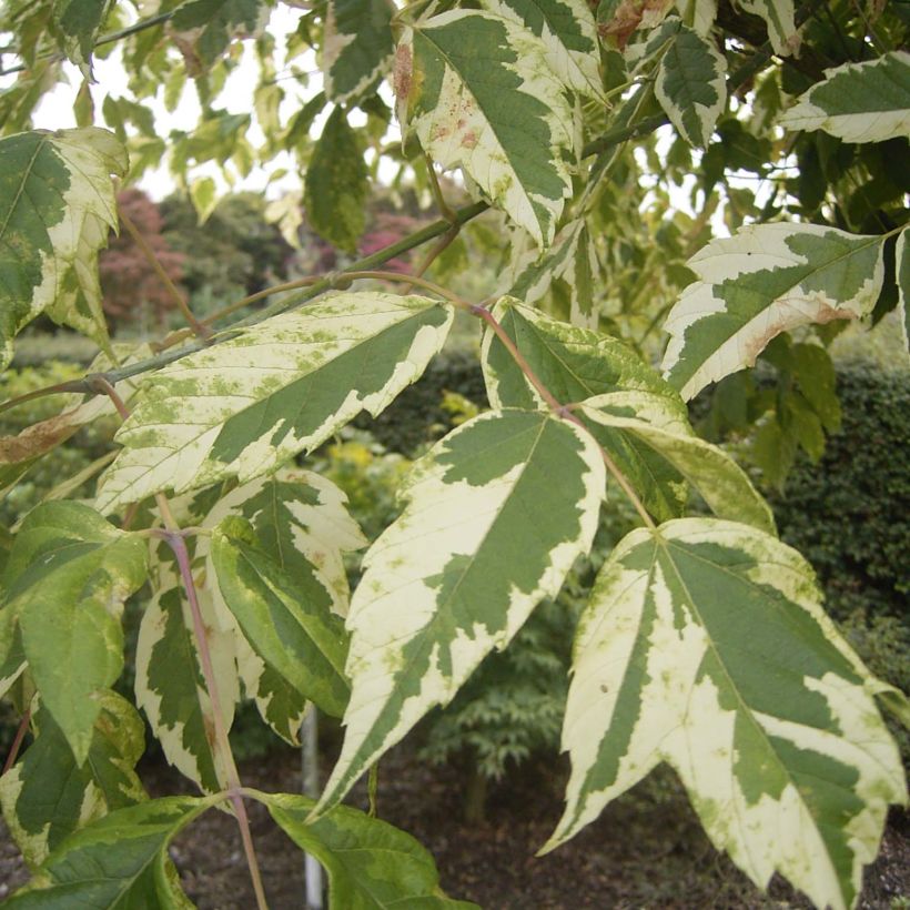 Acer negundo Aureomarginatum (Follaje)