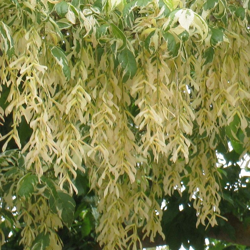 Acer negundo Aureomarginatum (Floración)