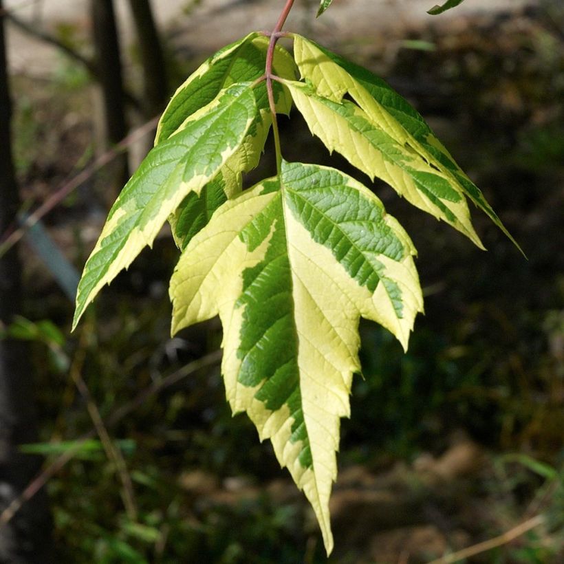 Acer negundo Aureovariegatum (Follaje)