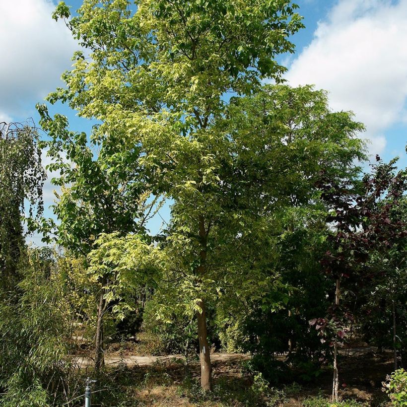 Acer negundo Aureovariegatum (Porte)