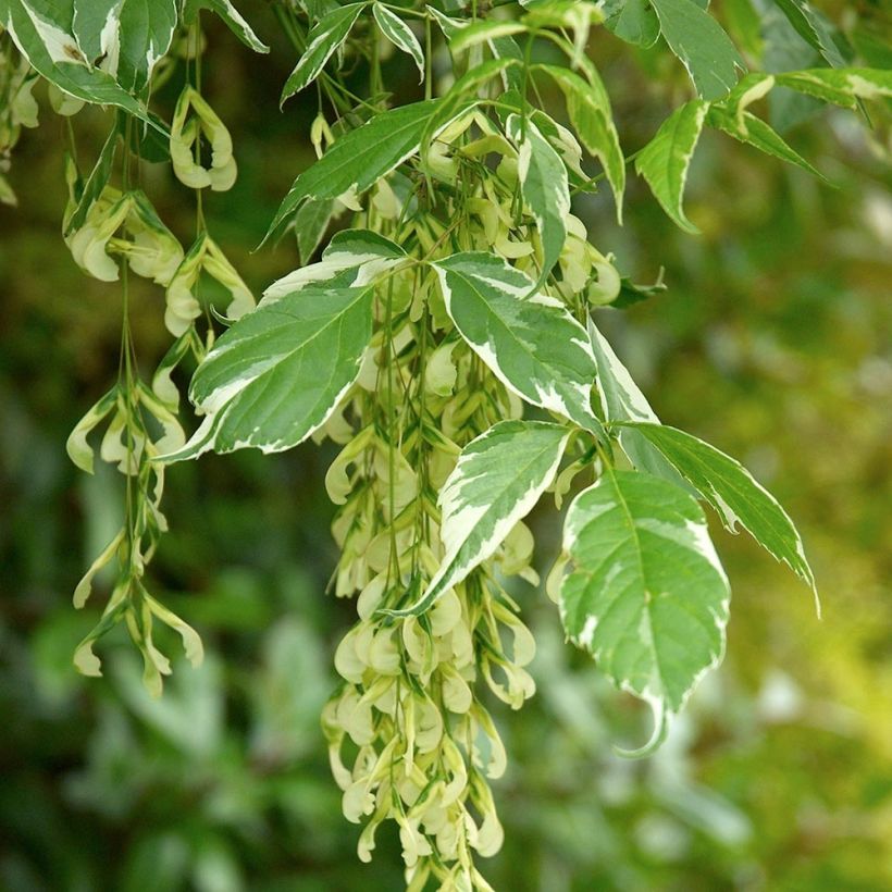 Acer negundo Variegatum (Follaje)