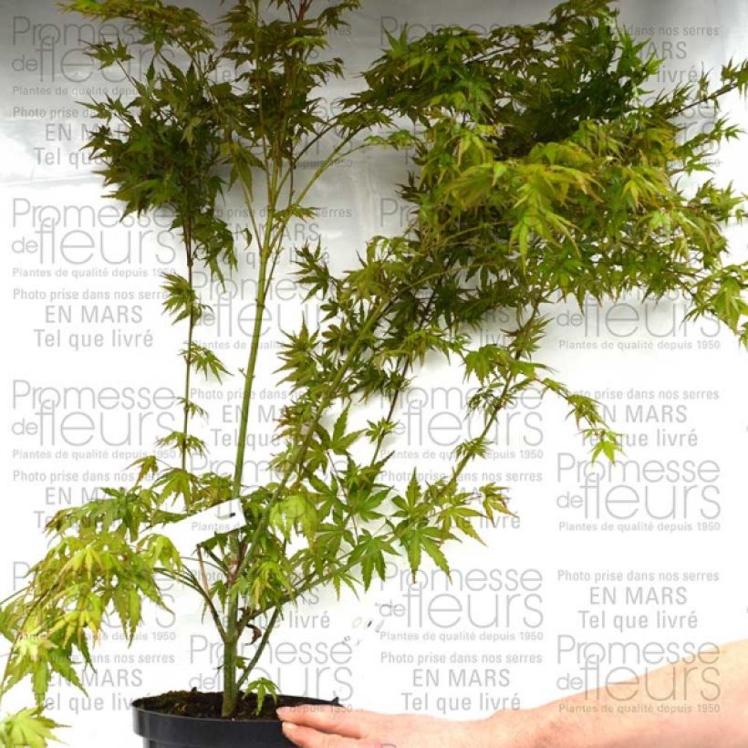 Ejemplo de ejemplar de Arce japonés - Acer palmatum Maceta 3L/4LAltura de entrega aprox. 50/60cm tal y como se entrega