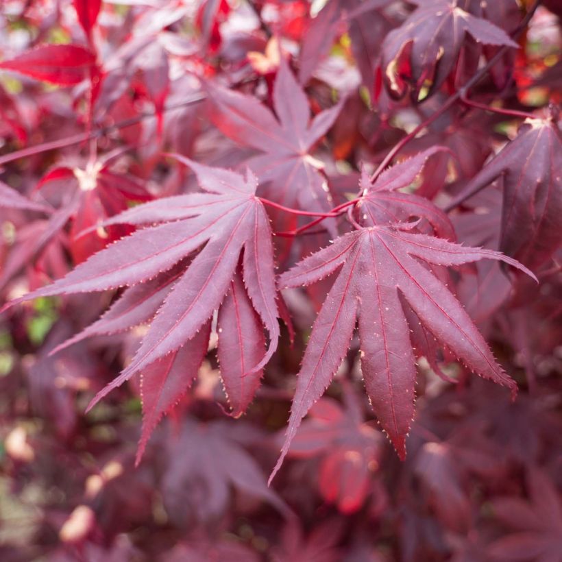 Arce japonés Bloodgood- Acer palmatum (Follaje)