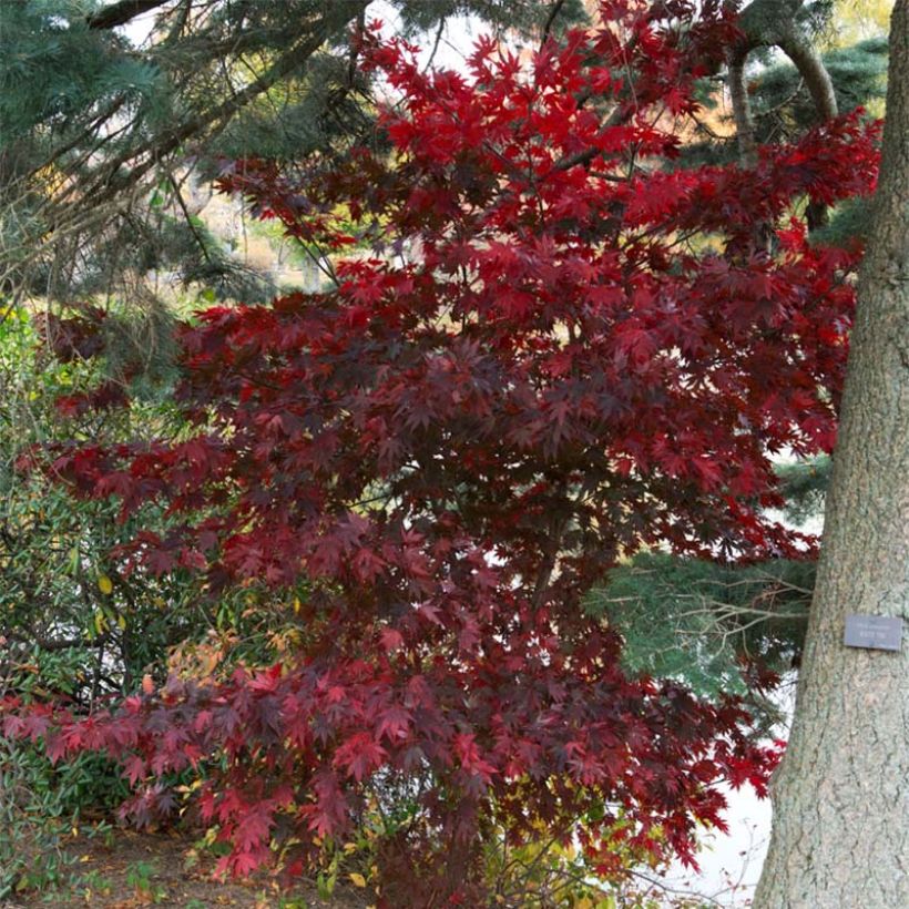 Arce japonés Bloodgood- Acer palmatum (Porte)