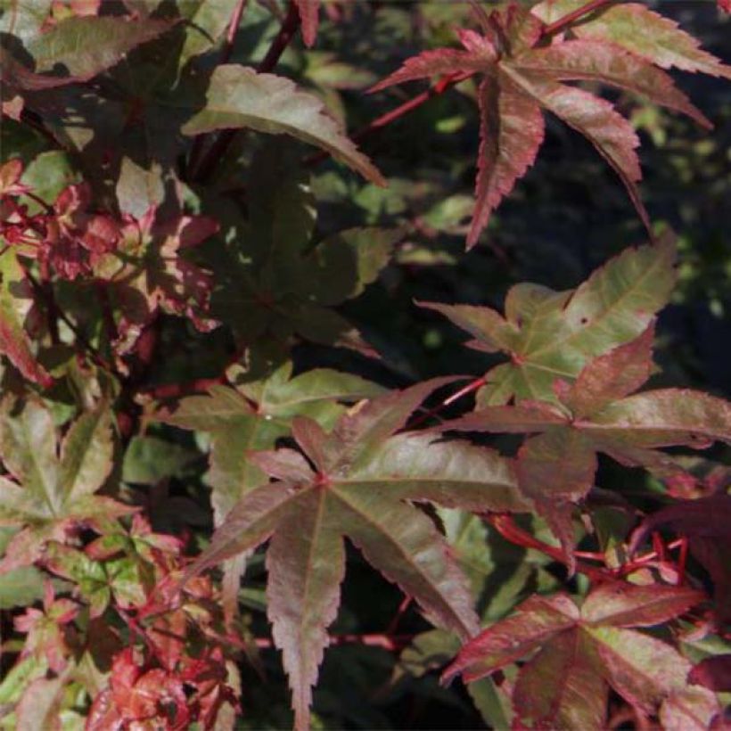 Acer palmatum Deshojo - Arce japonés (Follaje)