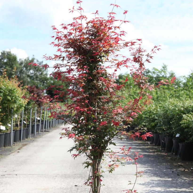 Acer palmatum Deshojo - Arce japonés (Porte)