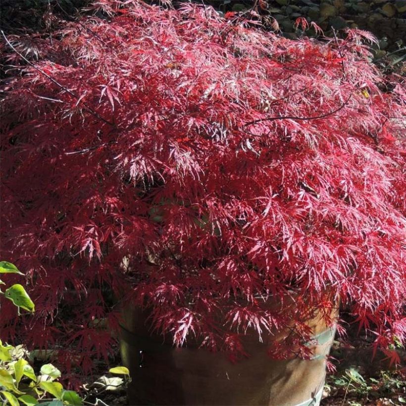 Arce japonés Firecracker - Acer palmatum (Follaje)