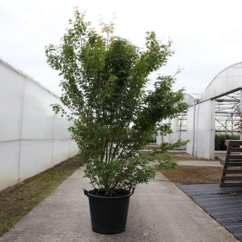 Arce japonés - Acer palmatum Maceta 50L/55LAltura de entrega aprox. 200/270cm Ejemplar entregado en la primavera