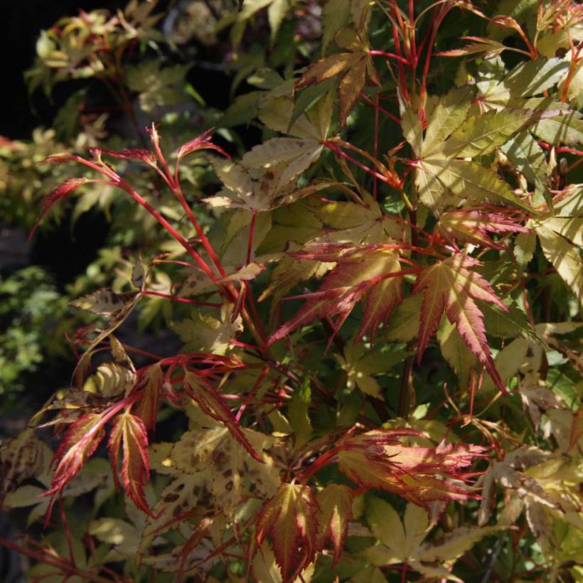 Arce japonés Katsura- Acer palmatum (Follaje)