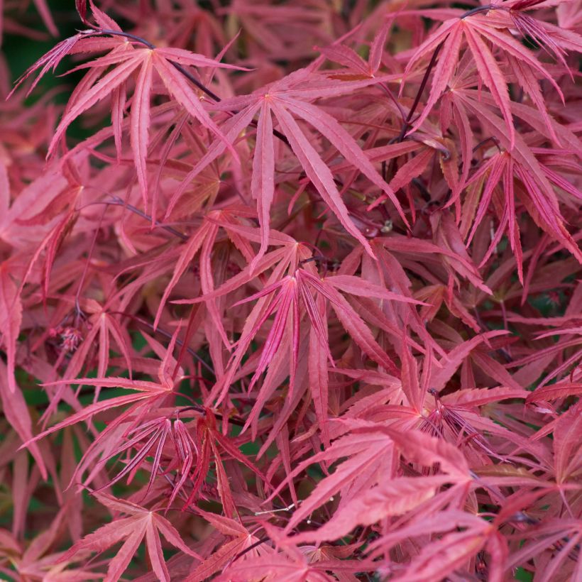 Arce japonés Red Pygmy (Follaje)