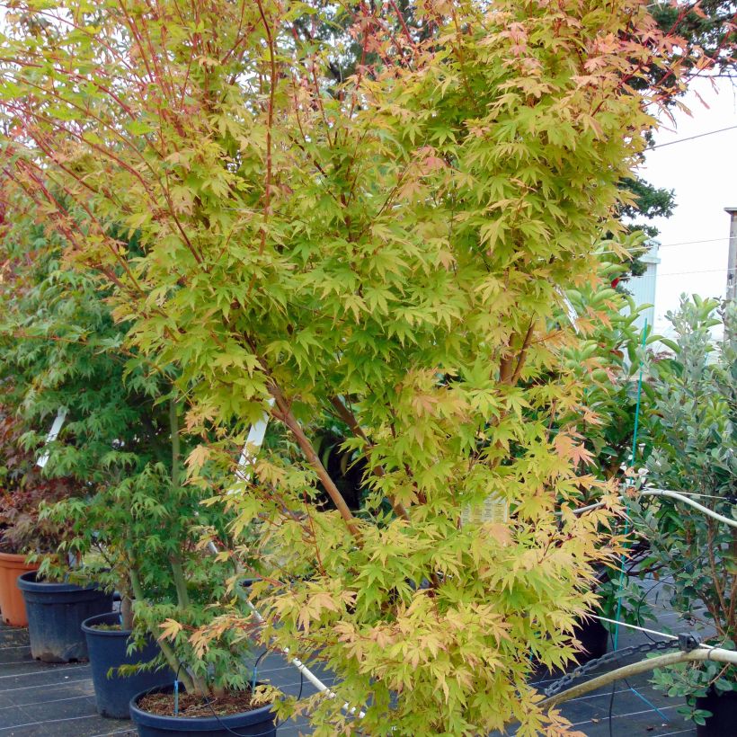 Arce japonés Sangokaku - Acer palmatum (Porte)