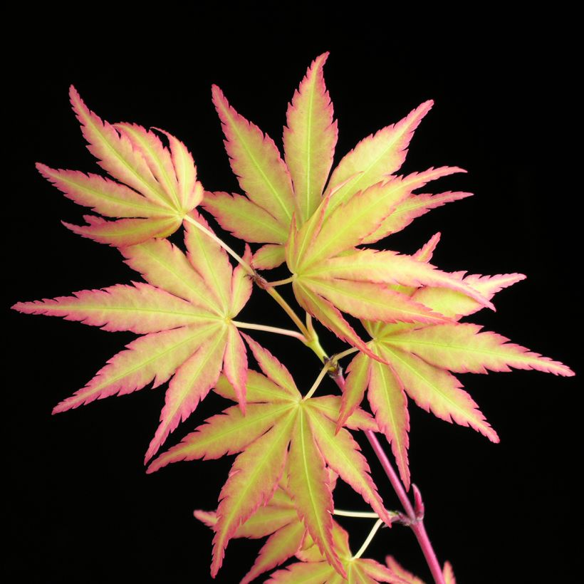 Arce japonés Sangokaku - Acer palmatum (Follaje)