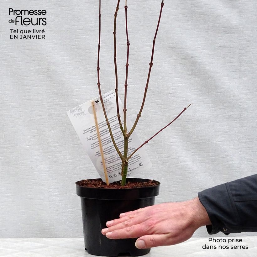 Erable du Japon - Acer palmatum Shaina en pot de 3L/4L Ejemplar entregado en invierno