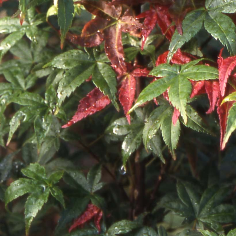 Arce japonés Shindeshojo - Acer palmatum (Follaje)