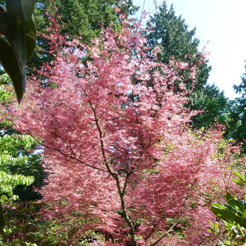 Arce japonés Shindeshojo - Acer palmatum (Porte)