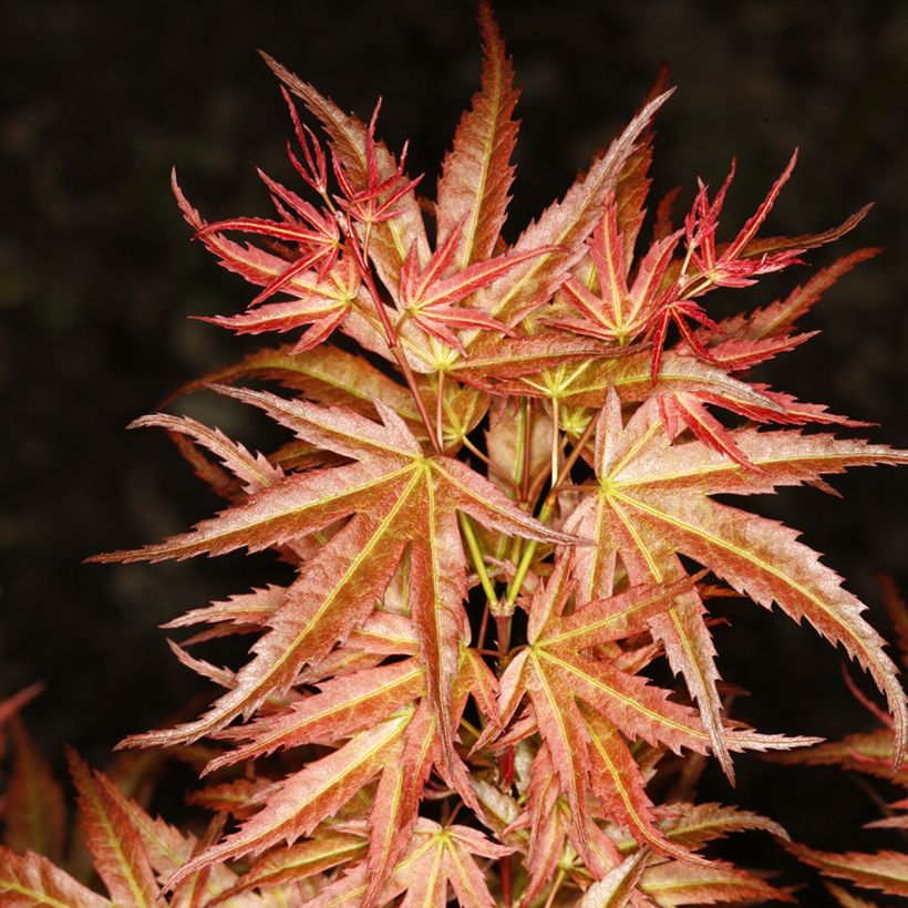 Erable du Japon - Acer palmatum Wilson's Pink Dwarf (Follaje)