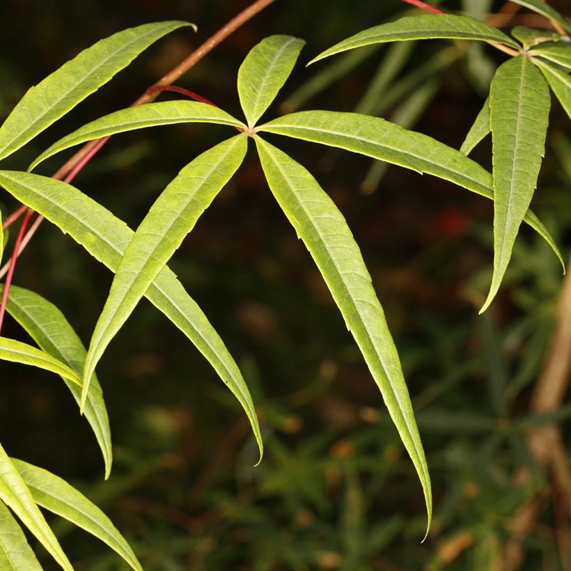 Erable à cinq folioles - Acer pentaphyllum (Follaje)