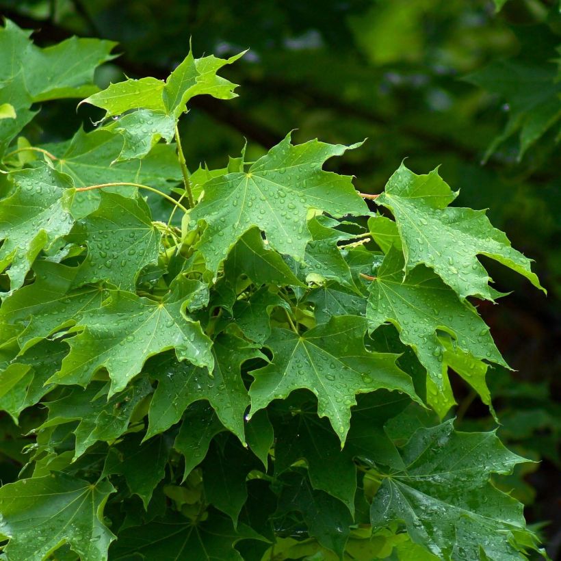 Arce real - Acer platanoides (Follaje)