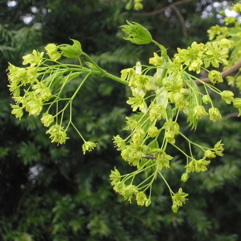 Arce real - Acer platanoides (Floración)