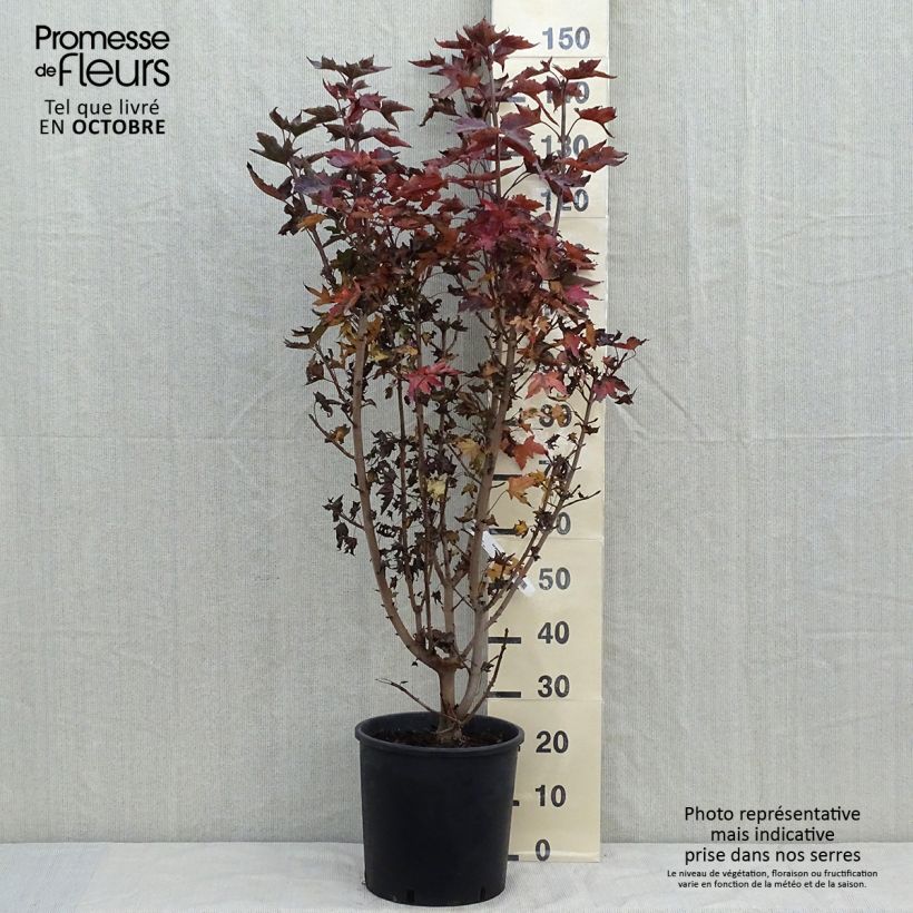 Ejemplar de Acer platanoides Crimson Sentry - Érable plane en pot de 12L/15L entregado en otoño