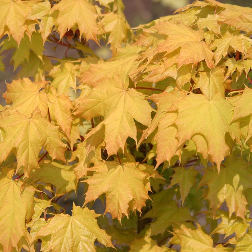 Acer platanoides Golden Globe - Erable plane (Follaje)