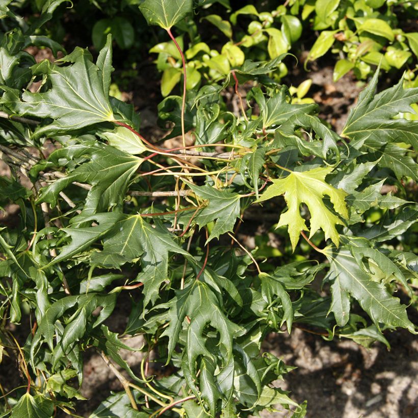 Acer platanoides Laciniatum - Erable plane (Follaje)