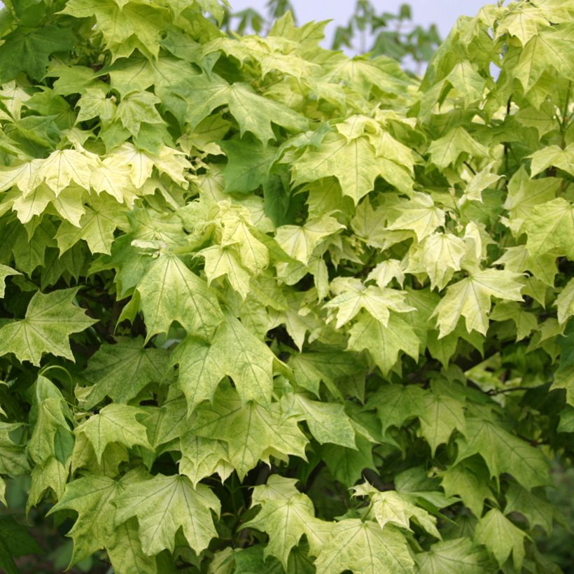 Acer platanoides Maculatum - Erable plane (Follaje)