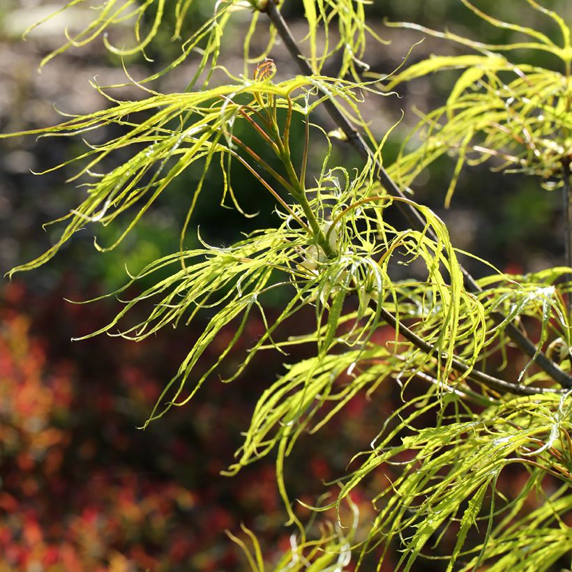 Acer platanoides Paldiski - Erable plane (Follaje)