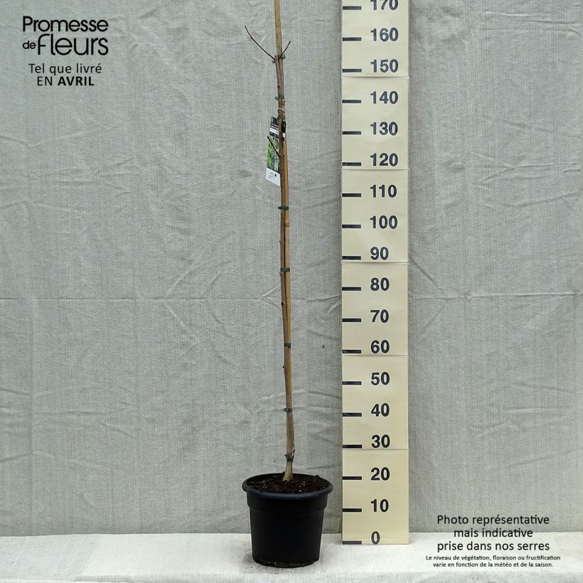 Arce real - Acer platanoides Maceta 7,5L/10LAltura de entrega aprox. 140/160cm Ejemplar entregado en la primavera