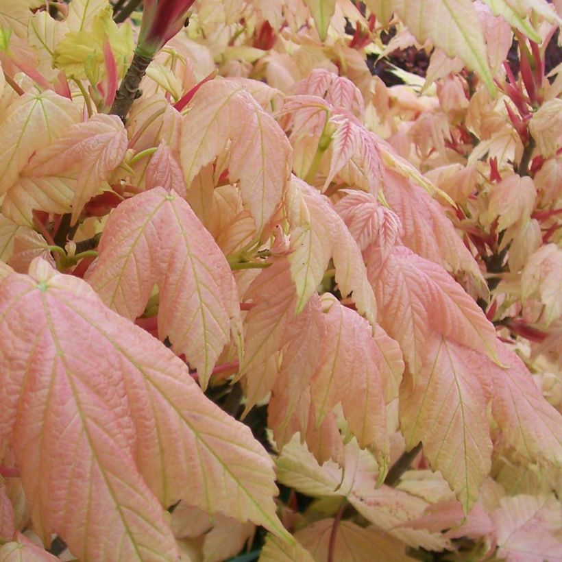 Acer pseudoplatanus Brilliantissimum - Arce blanco (Follaje)