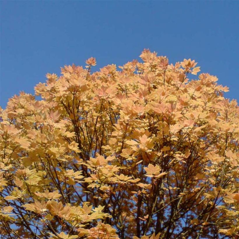 Acer pseudoplatanus Brilliantissimum - Arce blanco (Porte)