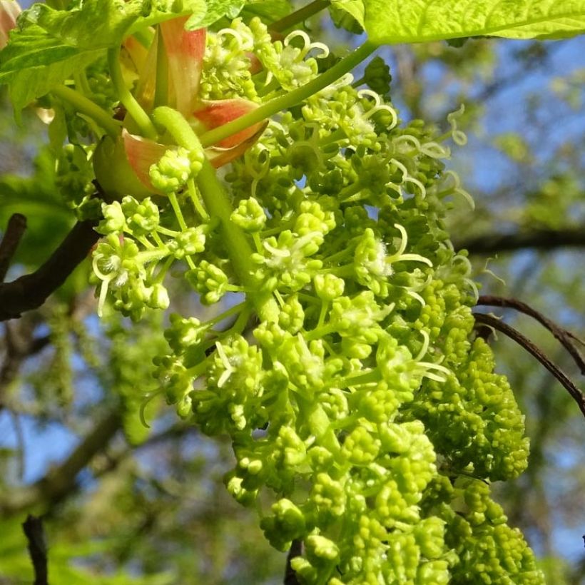 Acer pseudoplatanus Leopoldii - Arce blanco (Floración)