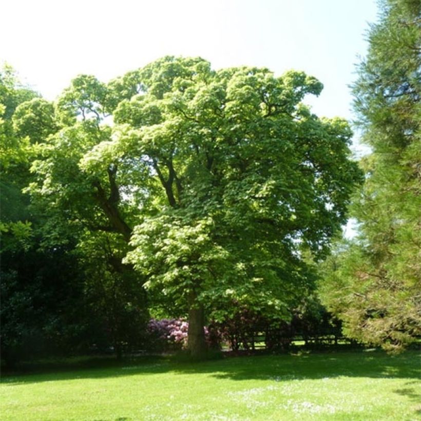 Acer pseudoplatanus Leopoldii - Arce blanco (Porte)