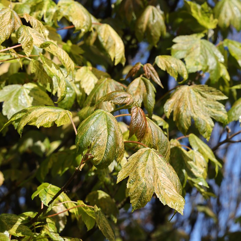 Acer pseudoplatanus Prince Camille de Rohan - Arce blanco (Follaje)