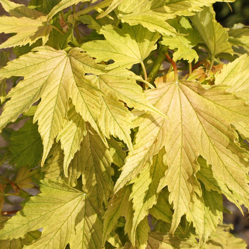 Erable sycomore - Acer pseudoplatanus Sunshine (Follaje)