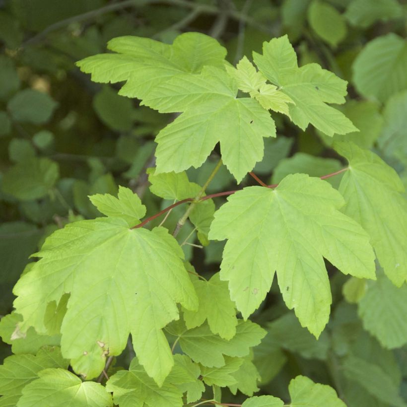 Arce blanco - Acer pseudoplatanus (Follaje)