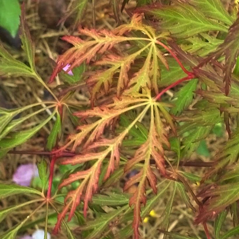 Acer pseudosieboldianum Ice Dragon (Follaje)