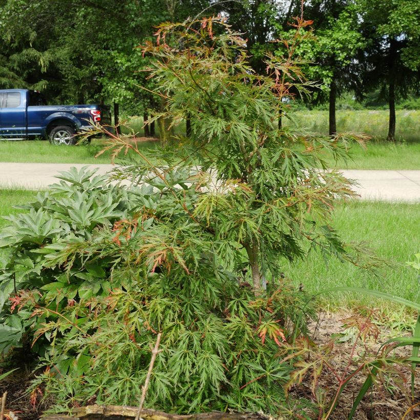 Acer pseudosieboldianum Ice Dragon (Porte)