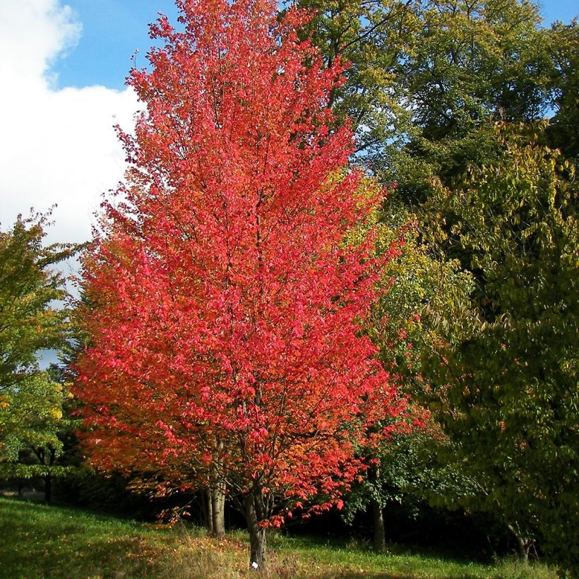 Acer rubrum Armstrong (Porte)