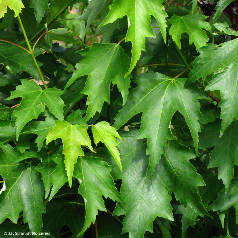 Acer rubrum Armstrong Gold (Follaje)