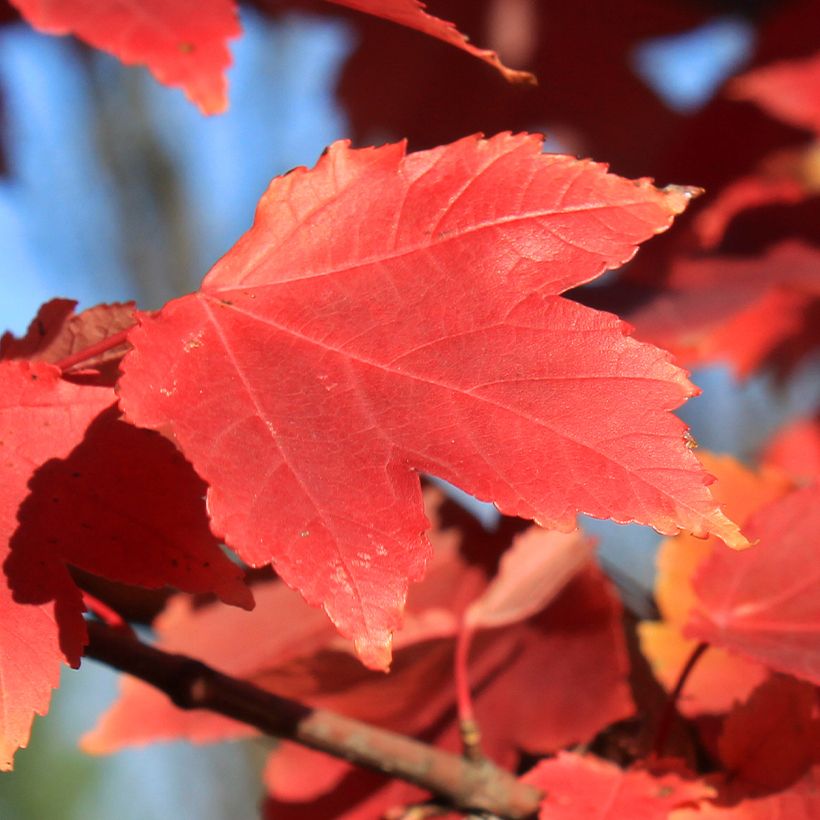 Acer rubrum Fairview Flame (Follaje)