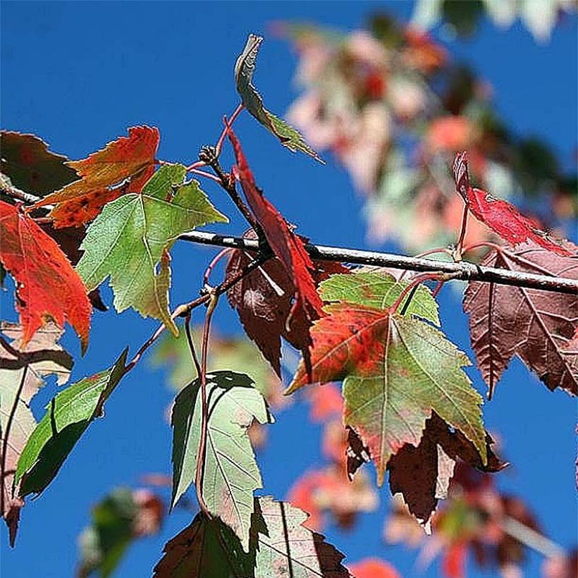 Acer rubrum Red Sunset (Follaje)